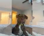 Small #2 Mutt