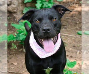 Boxer-Unknown Mix Dogs for adoption in Candler, NC, USA