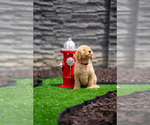 Puppy Red Collar Goldendoodle