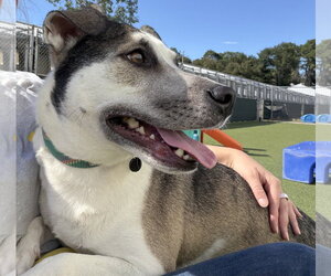 Billy - Male Labrador Retriever-Unknown Mix Dog for Adoption - Photo #4
