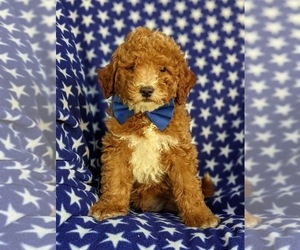 Medium Poodle (Miniature)