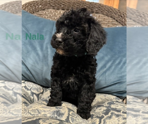 Medium Photo #5 Bernedoodle (Miniature) Puppy For Sale in PAXTON, IL, USA