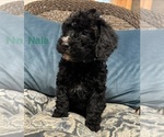 Small #4 Bernedoodle (Miniature)