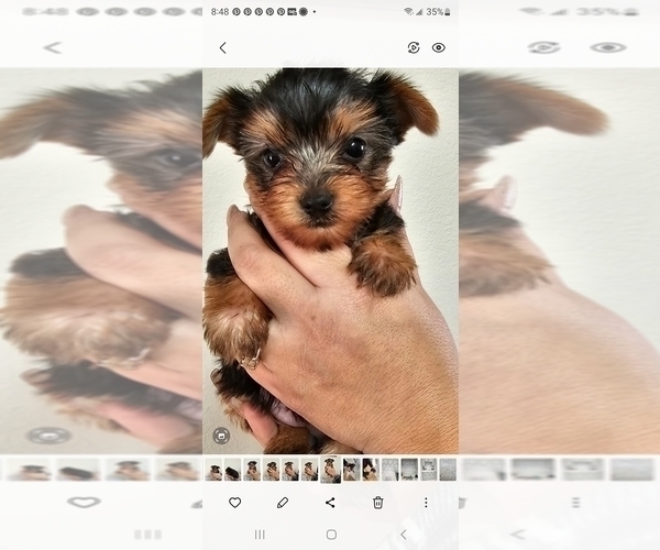 Medium Photo #2 Yorkshire Terrier Puppy For Sale in SALEM, OR, USA