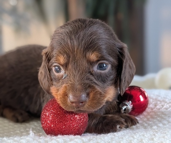 Medium Photo #3 Dachshund Puppy For Sale in GOSHEN, IN, USA
