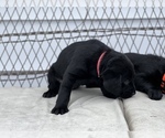 Small Photo #6 Labrador Retriever Puppy For Sale in MARION, SC, USA