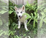 Small Photo #10 Pomsky Puppy For Sale in VENUS, PA, USA