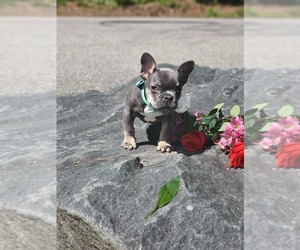 French Bulldog Dog for Adoption in CRANSTON, Rhode Island USA
