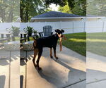 Small #1 Doberman Pinscher