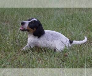 Dachshund Puppy for sale in LIZELLA, GA, USA