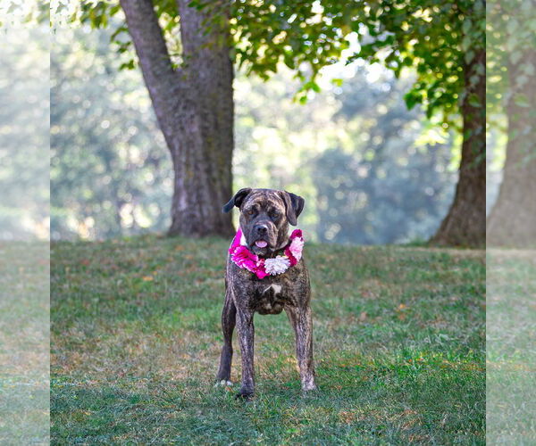 Medium Photo #6 Boxer-Unknown Mix Puppy For Sale in Unionville, PA, USA