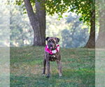 Small #5 Boxer Mix