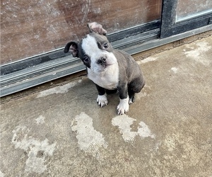 Boston Terrier Puppy for sale in SACRAMENTO, CA, USA