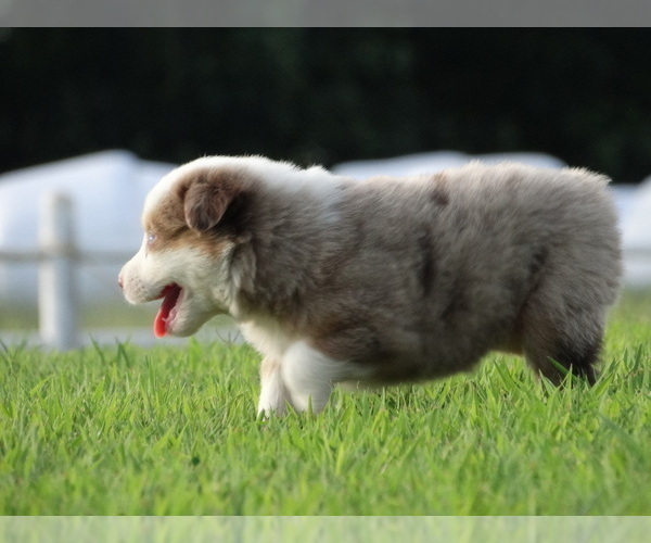 Medium Photo #3 Australian Shepherd Puppy For Sale in OZARK, AR, USA