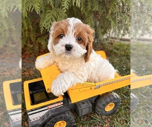 Cavapoo Puppy for sale in MIDDLEBURY, IN, USA