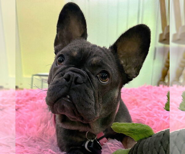 Medium Photo #14 French Bulldog Puppy For Sale in San Jose, CA, USA