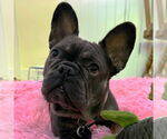 Small #13 French Bulldog