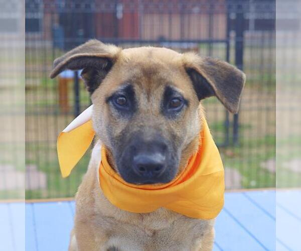 Medium Photo #1 Black Mouth Cur-Unknown Mix Puppy For Sale in San Antonio, TX, USA