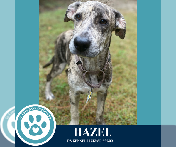 Medium Photo #3 Catahoula Leopard Dog-Great Dane Mix Puppy For Sale in Kimberton, PA, USA