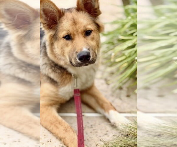 Medium Photo #2 Siberian Husky-Unknown Mix Puppy For Sale in Dana Point, CA, USA