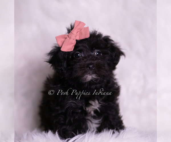 Medium Photo #2 Morkie Puppy For Sale in WARSAW, IN, USA