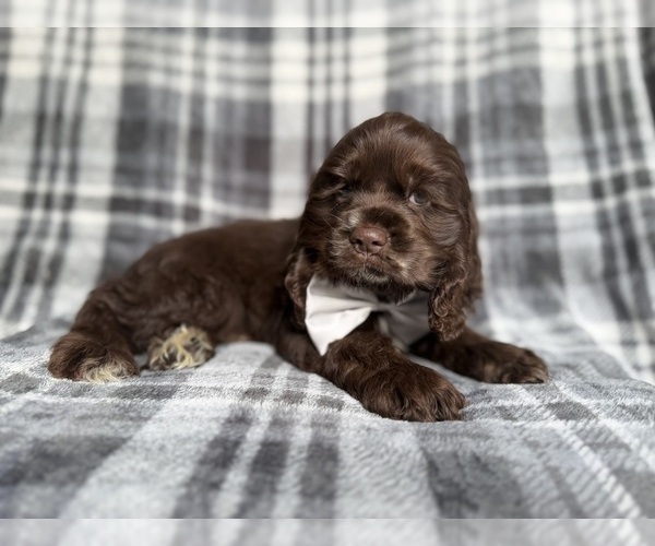 Medium Photo #2 Cocker Spaniel Puppy For Sale in LAKELAND, FL, USA