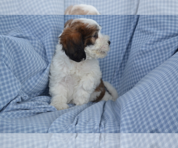 Medium Photo #4 Shih-Poo Puppy For Sale in GREENWOOD, WI, USA
