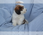 Small #3 Shih-Poo