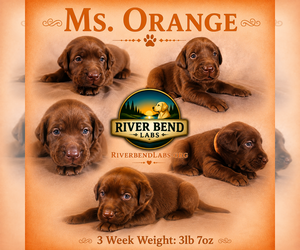 Medium Labrador Retriever