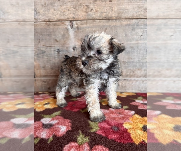 Medium Photo #14 Schnauzer (Miniature) Puppy For Sale in VERMONTVILLE, MI, USA