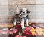Small Photo #14 Schnauzer (Miniature) Puppy For Sale in VERMONTVILLE, MI, USA