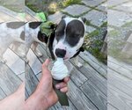 Small #5 American Pit Bull Terrier