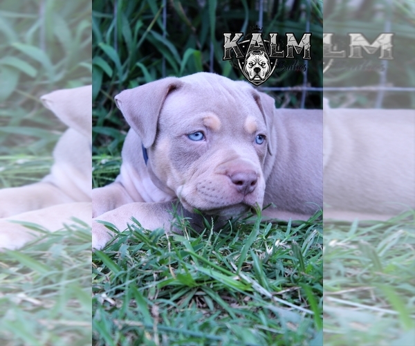 Medium Photo #1 American Bully Puppy For Sale in TENAHA, TX, USA
