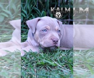 American Bully Puppy for sale in TENAHA, TX, USA