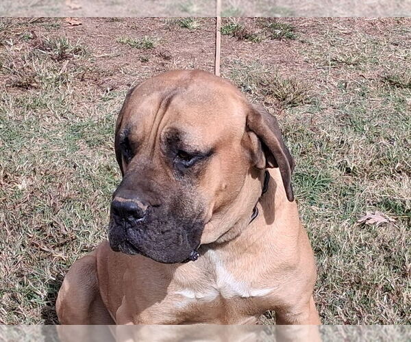 Medium Photo #1 Cane Corso-English Bulldog Mix Puppy For Sale in MONROE, NC, USA