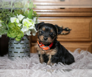 Medium Yorkshire Terrier