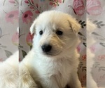 Puppy Pink German Shepherd Dog