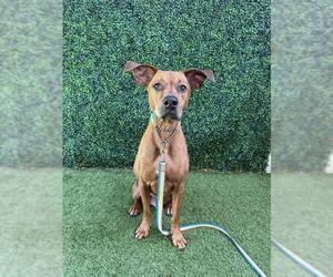 Unknown-Vizsla Mix Dogs for adoption in Naples, FL, USA