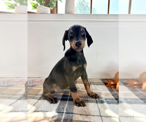 Doberman Pinscher Puppy for sale in GREENFIELD, IN, USA