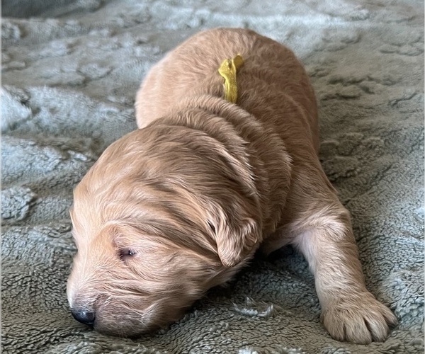 Medium Photo #7 Goldendoodle Puppy For Sale in PHOENIX, AZ, USA
