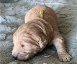 Small Photo #7 Goldendoodle Puppy For Sale in PHOENIX, AZ, USA