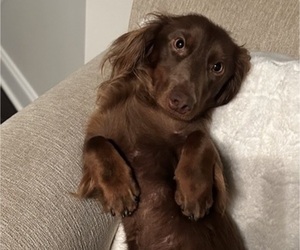 Father of the Dachshund puppies born on 01/30/2026