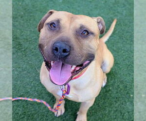 Mutt Dogs for adoption in Las Vegas, NV, USA