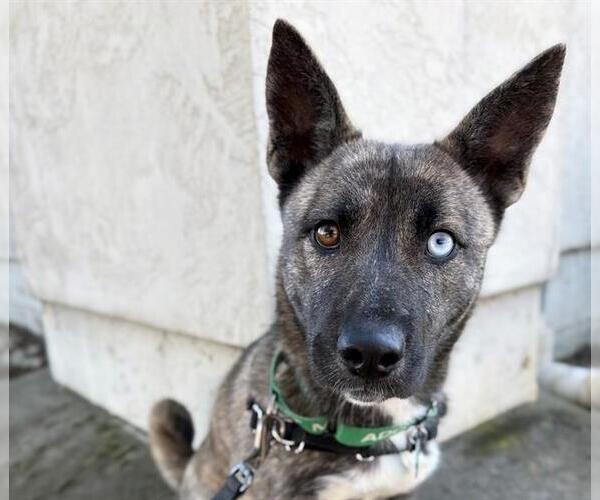 Medium Photo #2 Texas Heeler-Unknown Mix Puppy For Sale in Santa Rosa, CA, USA