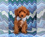 Small Photo #1 Poodle (Miniature) Puppy For Sale in LANCASTER, PA, USA