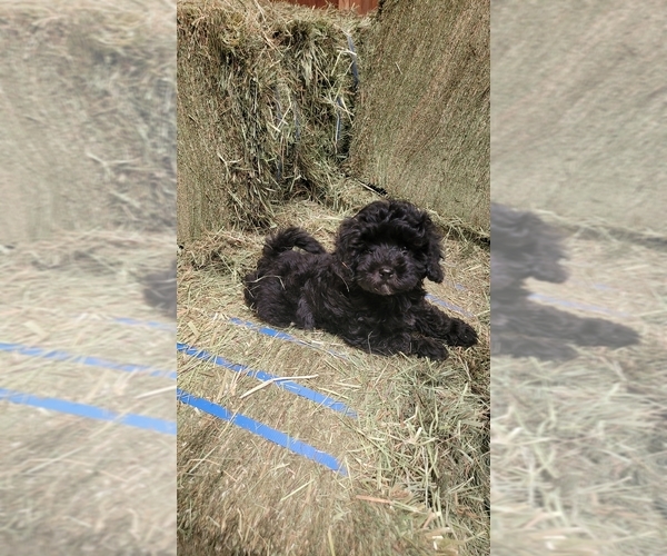 Medium Photo #18 Bernedoodle (Miniature) Puppy For Sale in BLACK FOREST, CO, USA