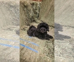 Small Photo #18 Bernedoodle (Miniature) Puppy For Sale in BLACK FOREST, CO, USA
