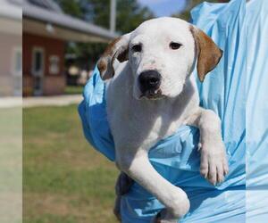 American Staffordshire Terrier-Unknown Mix Dogs for adoption in San Antonio, TX, USA