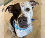 Small #1 American Bulldog-Pointer Mix