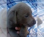 Small Photo #3 Labrador Retriever Puppy For Sale in ASHEBORO, NC, USA